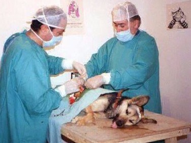 Esterilizaciones Masivas de Animales