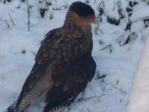 Caracara