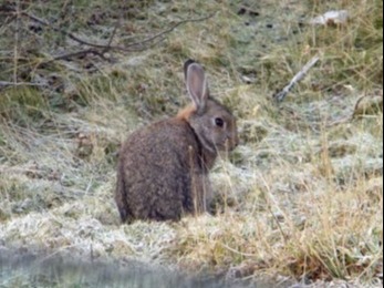 Conejo de Castilla - Ushuaia