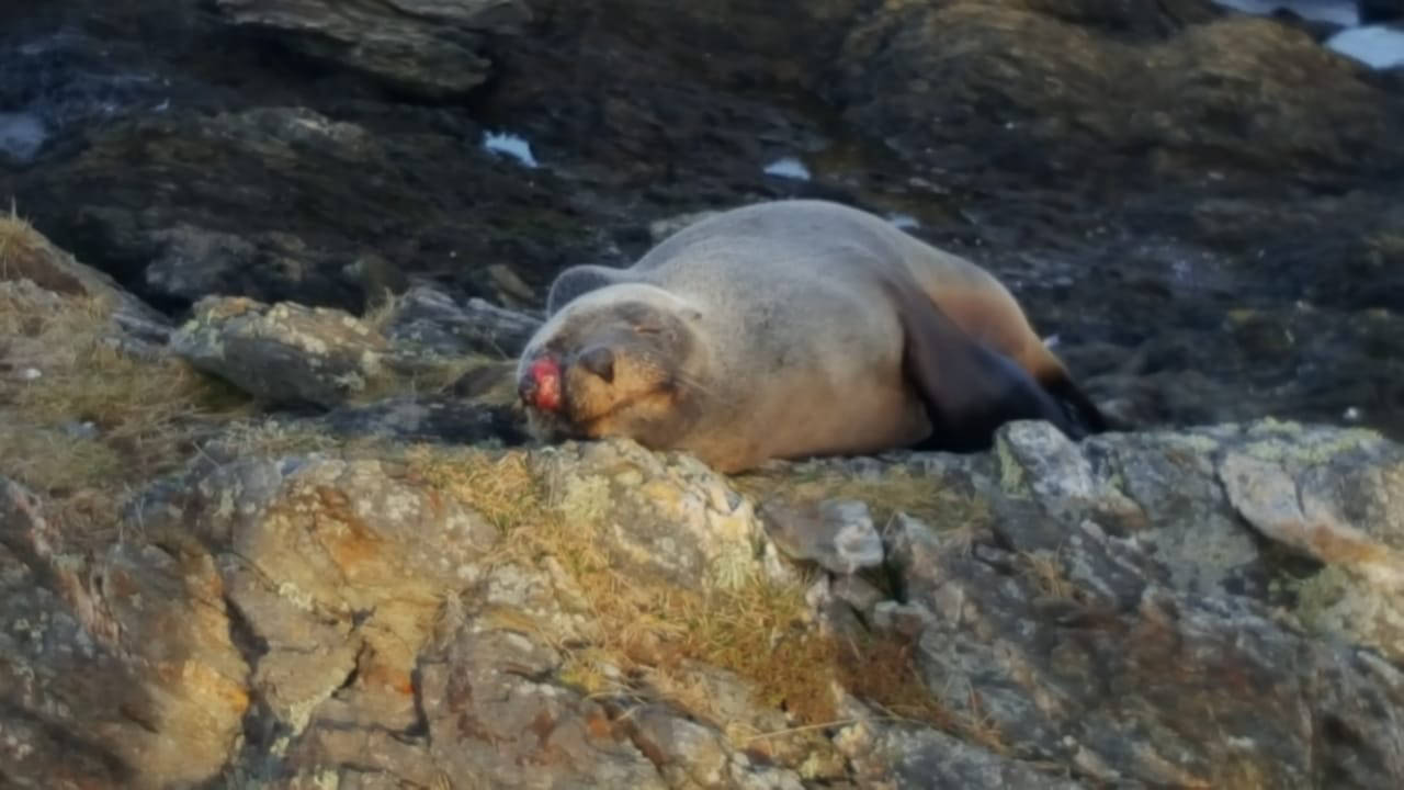 Lobo Marino