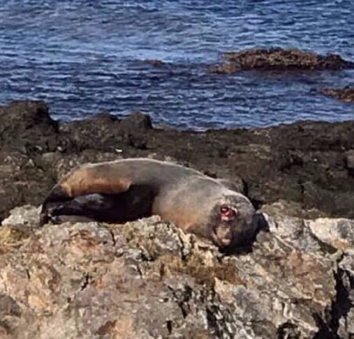 Lobo Marino