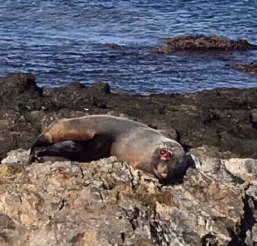 Lobo Marino