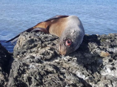 Lobo Marino