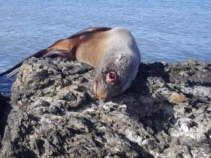 Lobo Marino