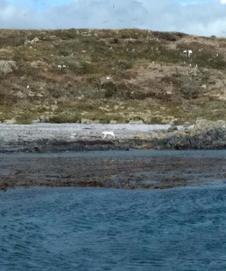 Isla Conejo - Ushuaia